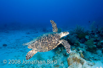 Hawksbill Sea turtle [Eretmochelys imbricata]