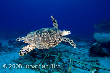 Hawksbill Sea turtle [Eretmochelys imbricata]