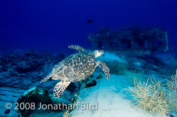 Hawksbill Sea turtle [Eretmochelys imbricata]