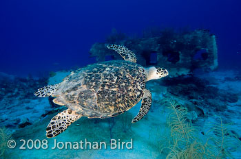 Hawksbill Sea turtle [Eretmochelys imbricata]