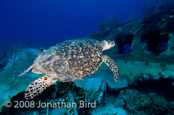 Hawksbill Sea turtle [Eretmochelys imbricata]