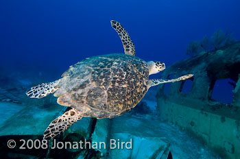 Hawksbill Sea turtle [Eretmochelys imbricata]