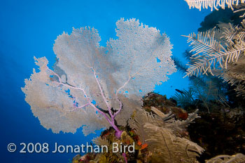  Sea fan [--]