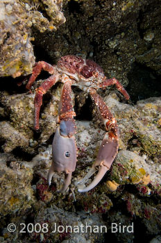 Reef Spider Crab [Mithrax spinosissimus]