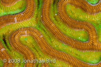 Brain Coral [--]