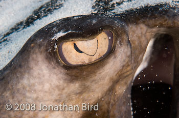 Southern Stingray [Dasyatis americana]