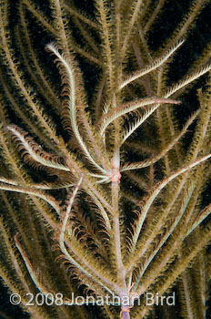  Crinoid [--]