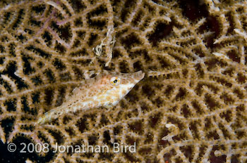 Slender Filefish [Monacanthus tuckeri]