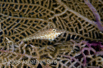 Slender Filefish [Monacanthus tuckeri]