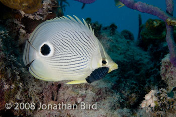 Foureye Butterflyfish [Chaetodon striatus]