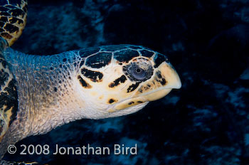 Hawksbill Sea turtle [Eretmochelys imbricata]