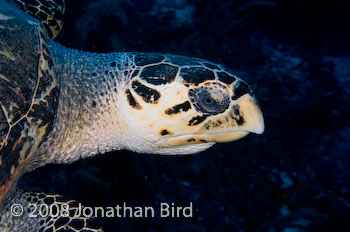 Hawksbill Sea turtle [Eretmochelys imbricata]