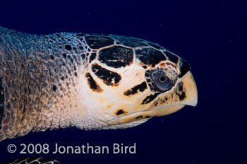 Hawksbill Sea turtle [Eretmochelys imbricata]