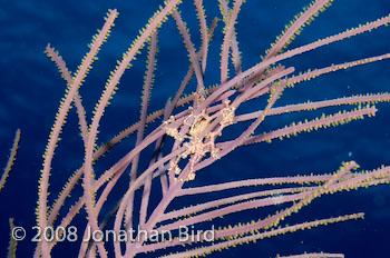 Giant Basket star [Astrophyton muricatum]