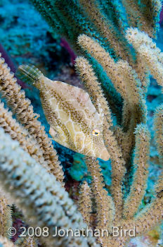 Slender Filefish [Monacanthus tuckeri]