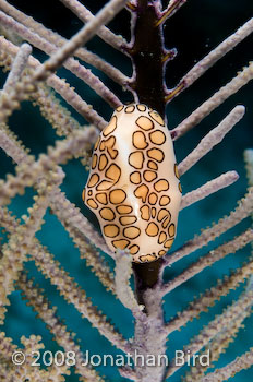 Flamingo Tongue Snail [Cyphoma gibbosum]