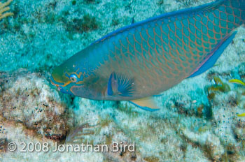 Queen Parrotfish [Scarus vetula]