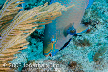 Queen Parrotfish [Scarus vetula]