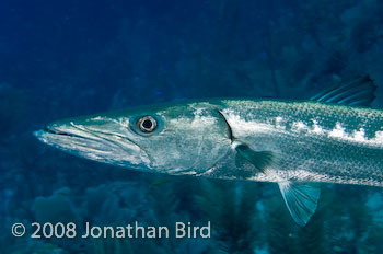 Great Barracuda [Sphyraena barracuda]