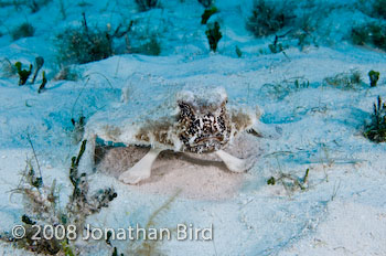 Short-nosed Batfish [Ogcocephalus nasutus]