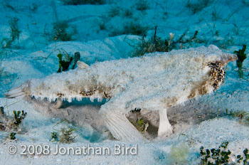 Short-nosed Batfish [Ogcocephalus nasutus]