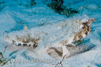 Short-nosed Batfish [Ogcocephalus nasutus]