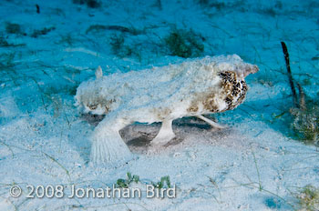 Short-nosed Batfish [Ogcocephalus nasutus]