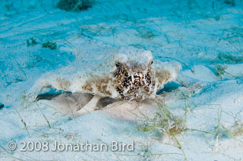 Short-nosed Batfish [Ogcocephalus nasutus]