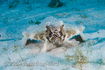 Short-nosed Batfish [Ogcocephalus nasutus]