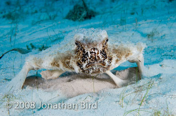 Short-nosed Batfish [Ogcocephalus nasutus]