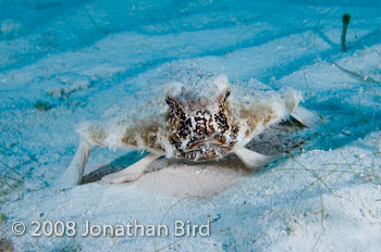 Short-nosed Batfish [Ogcocephalus nasutus]