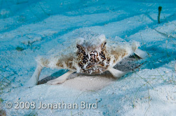 Short-nosed Batfish [Ogcocephalus nasutus]