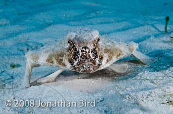 Short-nosed Batfish [Ogcocephalus nasutus]