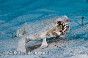 Short-nosed Batfish [Ogcocephalus nasutus]