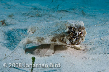 Short-nosed Batfish [Ogcocephalus nasutus]