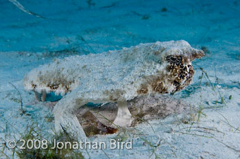 Short-nosed Batfish [Ogcocephalus nasutus]