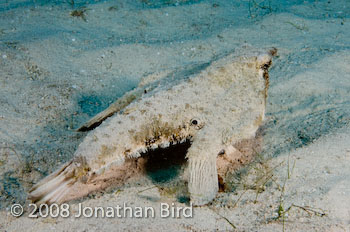 Short-nosed Batfish [Ogcocephalus nasutus]