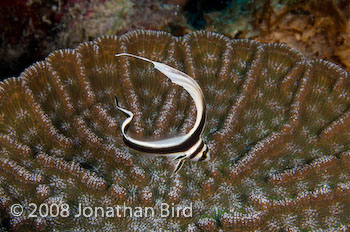 Spotted Drum Fish [Equetus punctatus]