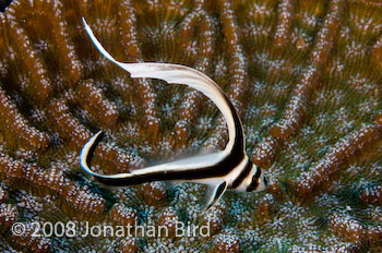Spotted Drum Fish [Equetus punctatus]