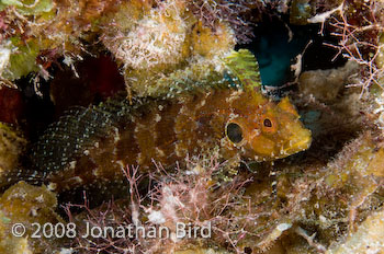 Quillfin Blenny [Labrisomus filamentosus]