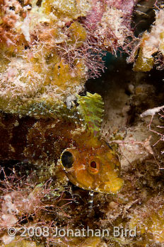 Quillfin Blenny [Labrisomus filamentosus]