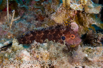 Quillfin Blenny [Labrisomus filamentosus]