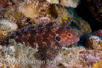 Quillfin Blenny [Labrisomus filamentosus]