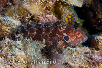 Quillfin Blenny [Labrisomus filamentosus]