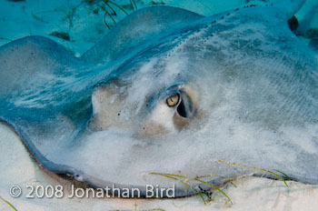 Southern Stingray [Dasyatis americana]