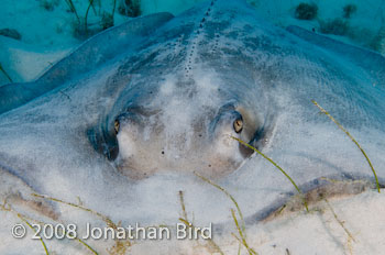 Southern Stingray [Dasyatis americana]