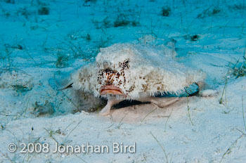 Short-nosed Batfish [Ogcocephalus nasutus]
