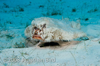 Short-nosed Batfish [Ogcocephalus nasutus]