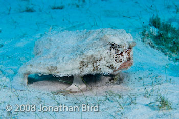 Short-nosed Batfish [Ogcocephalus nasutus]