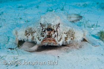 Short-nosed Batfish [Ogcocephalus nasutus]